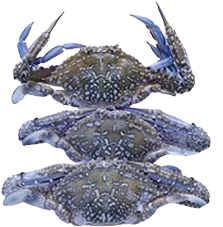 Blue Swimming Crab