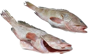 Frozen Reef Cod