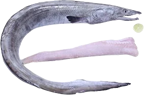 Frozen EEL Fish