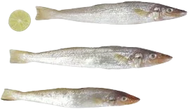 Frozen Lady Fish