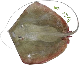Frozen Stingray Whole Frozen Top Shell