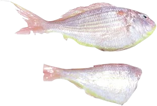 Japanese Threaden Bream