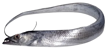Ribbon Fish