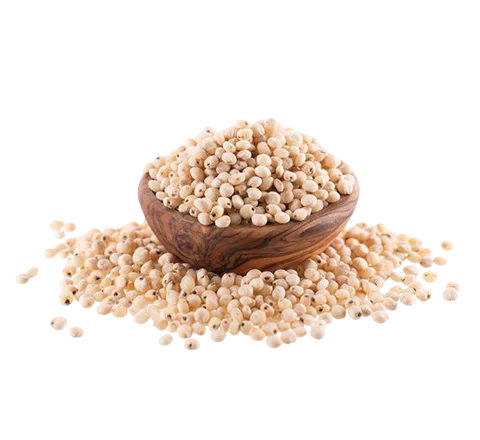 Sorghum